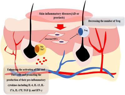 Therapeutic effects of mesenchymal stem cells and their derivatives in common skin inflammatory diseases: Atopic dermatitis and psoriasis